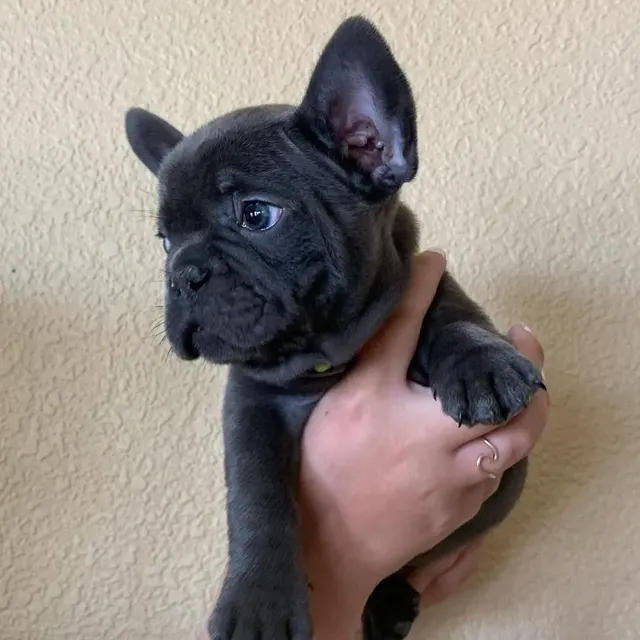French Bulldog Puppies