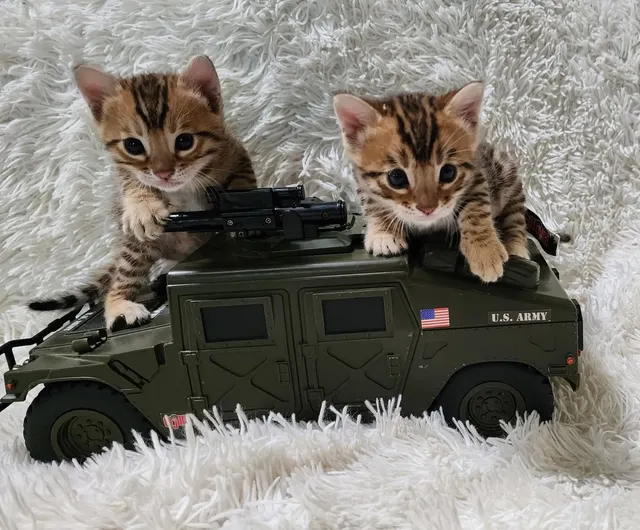 Gorgeous  Bengal Kittens Ready